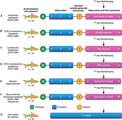 Lactobacillus acidophilus Antimicrobial Peptide Is Antagonistic to Aeromonas hydrophila